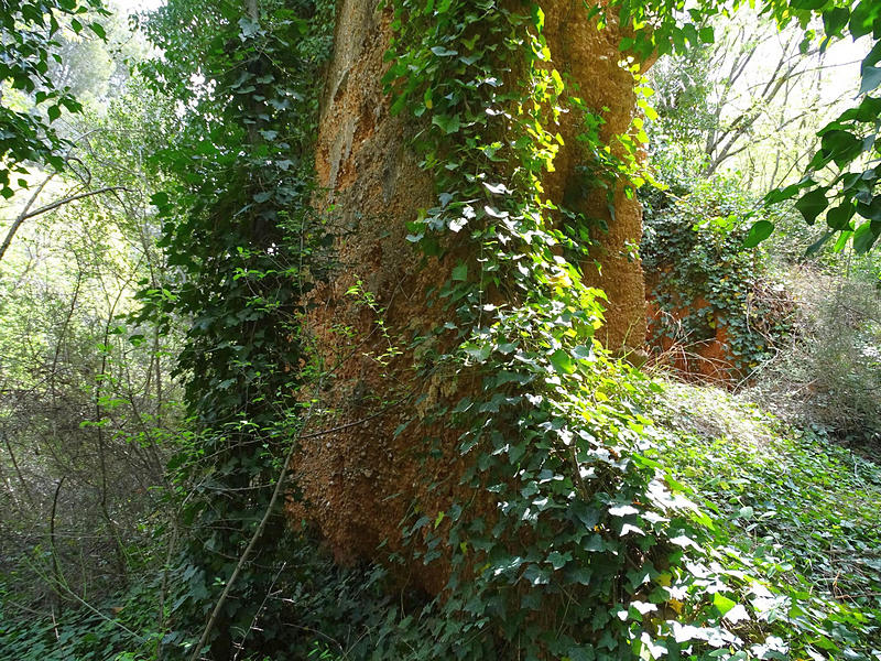 Torrota de Can Pinya