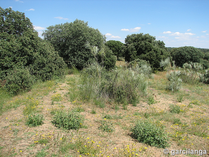 Montes de Boadilla