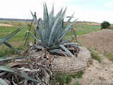 Casamata IV de la posición militar Brunete Sureste