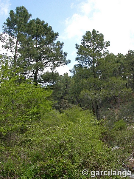 Embalse La Jarosa