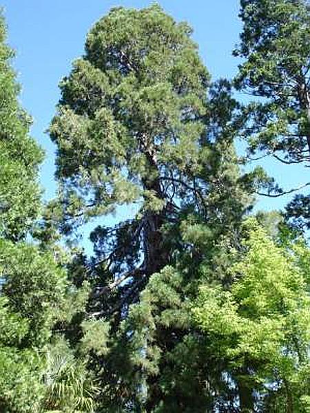 Jardín histórico El Bosque