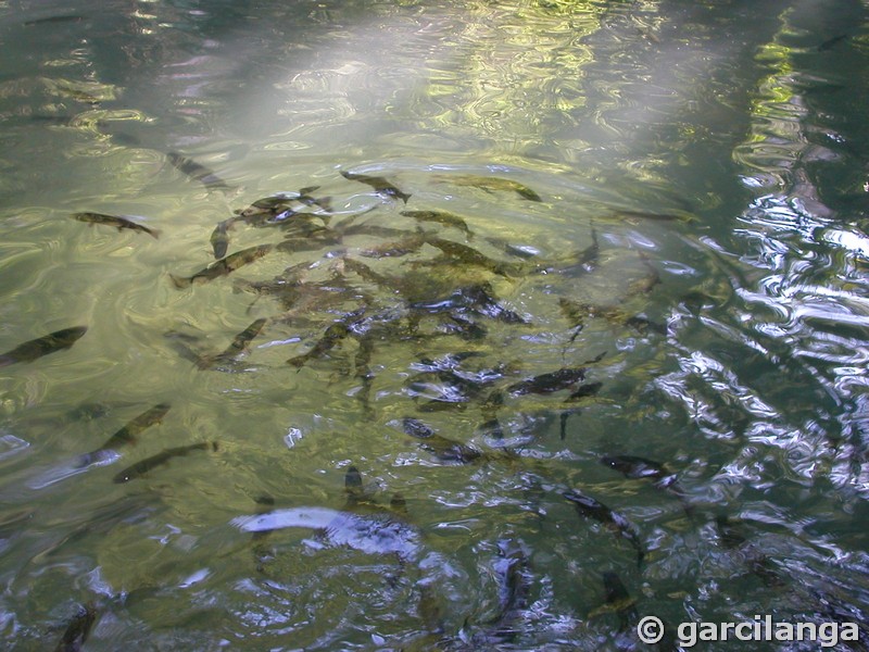 Monasterio de Piedra